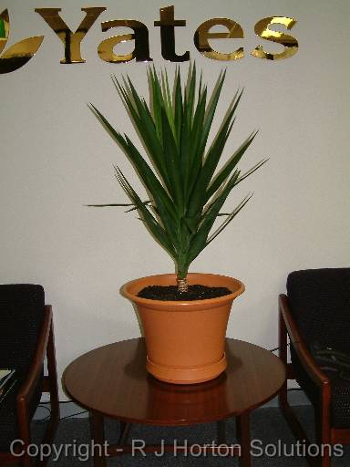 Yucca elephantipes 